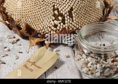 Sunflower seeds are harvested from the dried head of Helianthus 'Russian Giant' sunflower, some for re-planting and some for bird food, UK Stock Photo