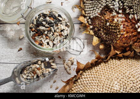 Sunflower seeds are harvested from the dried head of Helianthus 'Russian Giant' sunflower for re-planting and autumn/winter bird food, UK Stock Photo