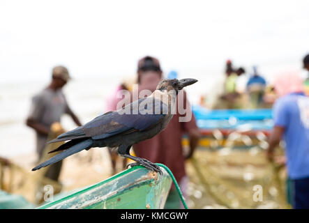 Fish market Negombo, small market next to Goldy Sands Hotel Stock Photo