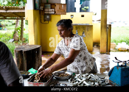 Fish market Negombo, small market next to Goldy Sands Hotel Stock Photo