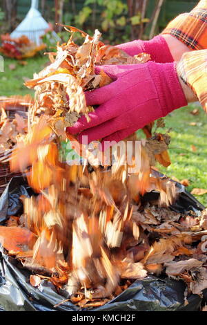 Autumn leaves are gathered into a black plastic bag to make leaf mould by the process of rotting down during over-winter storage in an English garden Stock Photo