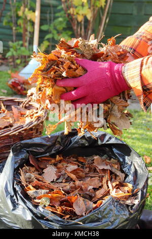 Autumn leaves are gathered into a black plastic bag to make leaf mould by the process of rotting down during over-winter storage in an English garden Stock Photo