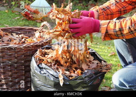 Autumn leaves are gathered into a black plastic bag to make leaf mould by the process of rotting down during over-winter storage in an English garden Stock Photo