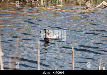 Red-Necked Crebe fishing at Rietzer See (Lake Rietz), a nature reserve near the town of Brandenburg in Northeastern Germany Stock Photo