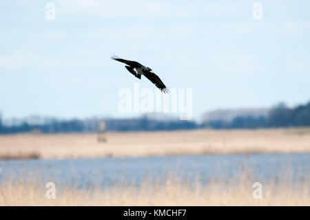 Hooded Crow flying over Rietzer See (Lake Rietz), a nature reserve near the town of Brandenburg in Northeastern Germany Stock Photo