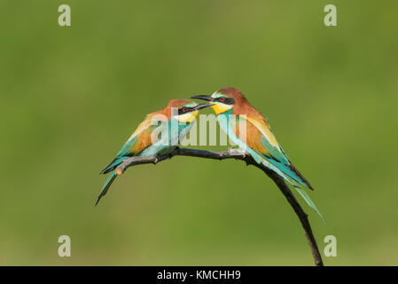 Bienenfresser, European bee eater, Merops apiaster Stock Photo
