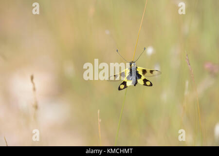 Oestliches Schmetterlingshaft, Libelloides macaronius, Ascalaphid Owlfly from Croatia Stock Photo