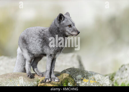 Polarfuchs, Vulpes lagopus, Arctic fox