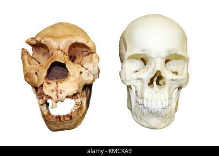 Homo heidelbergensis vs Homo sapiens skull Stock Photo