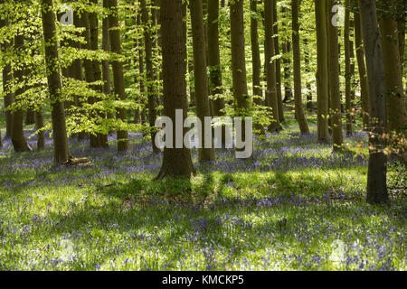 Bluebells and beech trees in morning Spring sunlight at Coton Manor, Northamptonshire, England, UK.