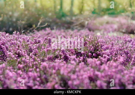 Beautiful purple heather cover in a field full of spring sunlight. Soft focused natural seasonal background Stock Photo