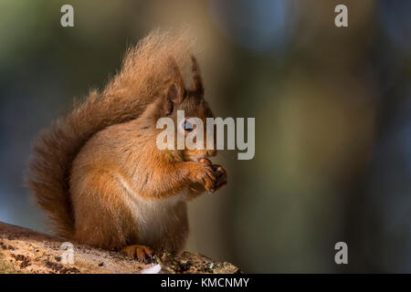 Red Squirrel (Sciurus vulgaris) in the winter - Cairngorms National Park, Scotland, United Kingdom Stock Photo