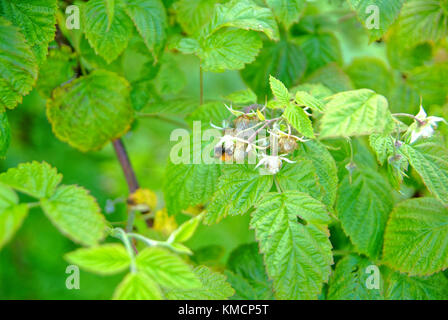 bumblebee on the flowers of raspberries in the summer, Russia Stock Photo