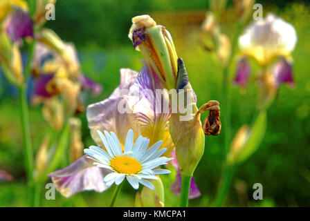 Lily flowers in the garden in the summer evening, Russia Stock Photo