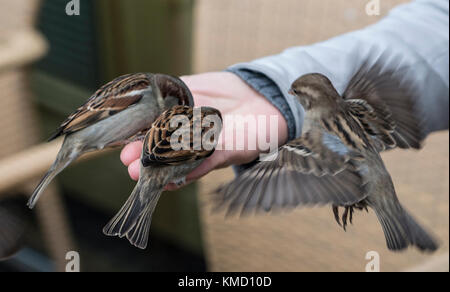 Berlin, Germany. 6th Dec, 2017. Sparrows enjoy a meal of bread crumbs provided by a woman in Berlin, Germany, 6 December 2017. Credit: Paul Zinken/dpa/Alamy Live News Stock Photo