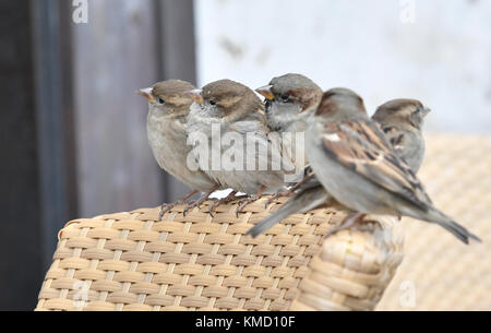 Berlin, Germany. 6th Dec, 2017. Sparrows enjoy a meal of bread crumbs provided by a woman in Berlin, Germany, 6 December 2017. Credit: Paul Zinken/dpa/Alamy Live News Stock Photo