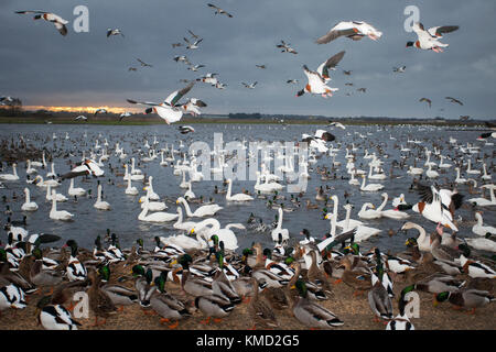 Southport, Merseyside, UK Weather. 6th December, 2017. Volunteer at Martin Mere Wetland Centre distributes wheat feed to myriad flocks of Shelduck, migrant wild ducks, waders, and other wildfowl at 3pm. Swan migration is well underway and there are now over 1,000 Whooper swans roosting on the reserve. Over the next few winter weeks bird numbers will rise up to a staggering 40,000 becoming one of the best wildlife spectacles in the UK. Credit:  MediaWorldImages/Alamy Live News Stock Photo