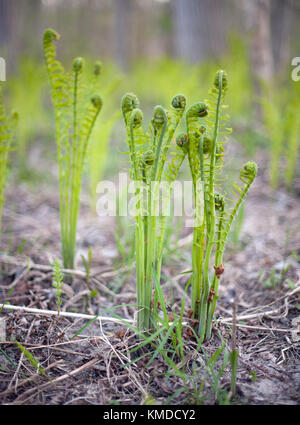 Fiddleheads fern plants growing and unrolling as they grow in the ground in Ontario, Canada Stock Photo