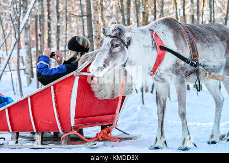 Rovaniemi, Finland - March 5, 2017: Woman in sled takes photo of reindeer in winter Rovaniemi, Finland, Lapland Stock Photo