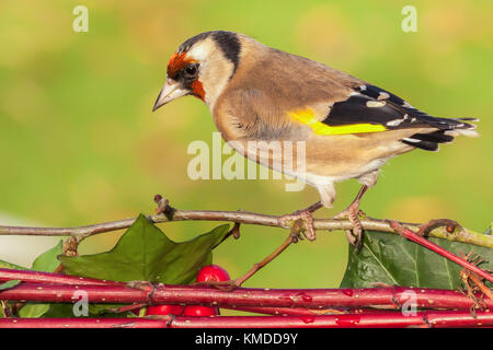 Wild goldfinch bird portrait close up native to Europe also known as Carduelis carduelis. The goldfinch has a red face and a black-and-white head. Mal Stock Photo
