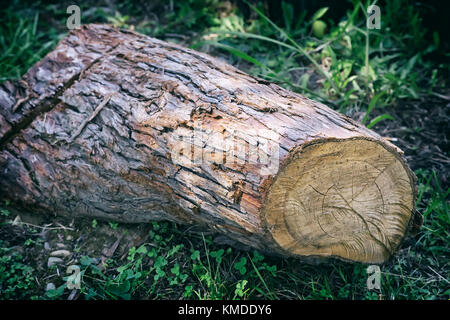 Part of the trunk of a large felled pine trees lying on the ground. Stock Photo