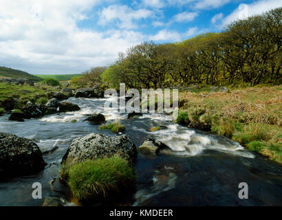 Black a Tor copse on the West Okement River, Dartmoor, Devon. High altitude oak wood with ancient gnarled trees, lichens, mosses & boulders. Stock Photo