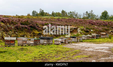 Bee hives on moorland track taking advantage of the heather blossom, heather nectar makes exceptional honey Stock Photo