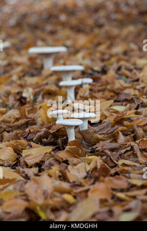 Clitocybe geotropa. Trooping Funnel mushrooms amoungst fallen autumn beech leaves. Oxfordshire, UK Stock Photo