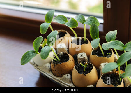 On the windowsill is a box of sprouts in egg shells Stock Photo