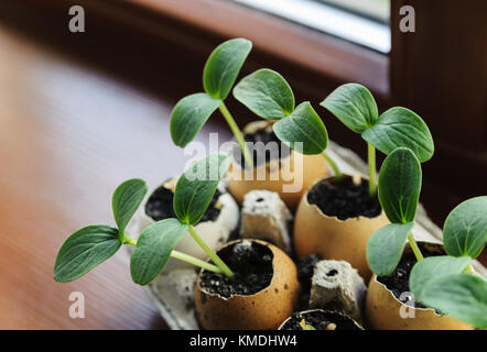 On the windowsill is a box of sprouts in egg shells Stock Photo