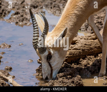 Springbok antelope in Southern African savanna Stock Photo