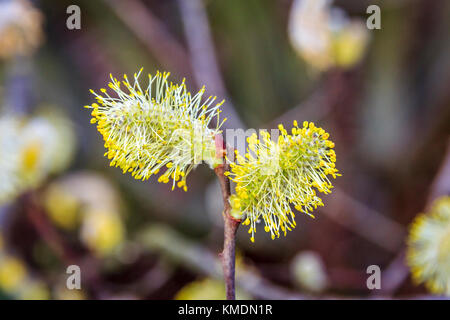 Close-up of yellow pollen on willow catkins Stock Photo