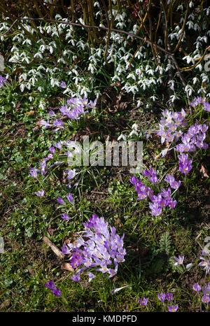 Naturalised spring flowers in a rural English garden in Wiltshire England UK Stock Photo