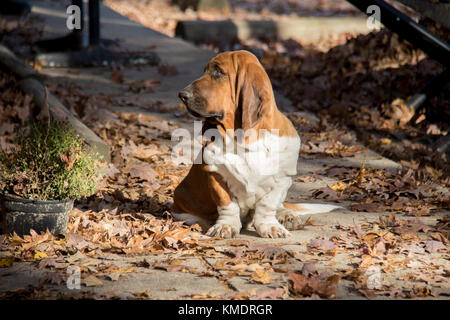 Bassett hound sitting in fallen leaves Stock Photo