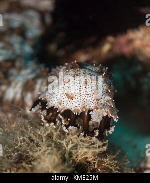 Leopard sea cucumber crawling on a coral Stock Photo