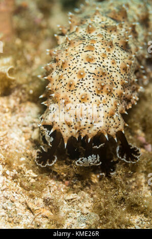 Leopard sea cucumber crawling on the ocean floor Stock Photo