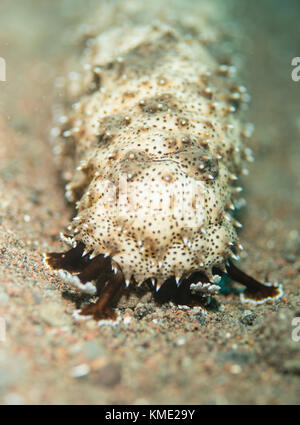 Leopard seacucumber crawling on the ocean floor Stock Photo