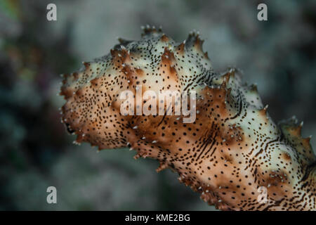 Leopard seacucumber crawling on the ocean floor Stock Photo