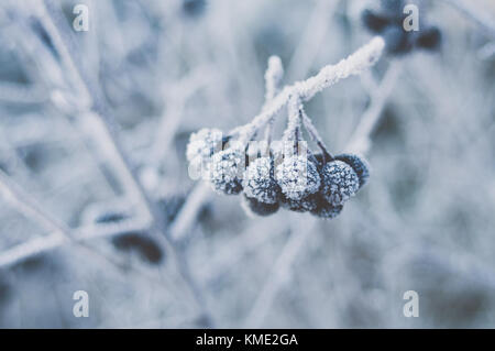 Hoarfrost crystals on Aronia berries. Stock Photo