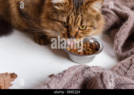 young cat after eating food from a plate showing tongue Stock Photo