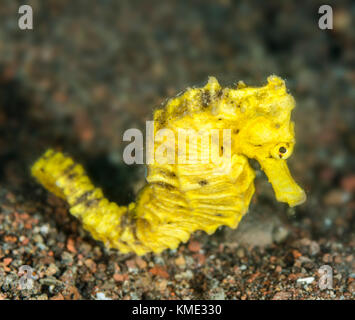 Seahorse on the sea floor Stock Photo