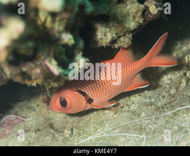 Big-eyed scarlet soldierfish hiding under a coral Stock Photo