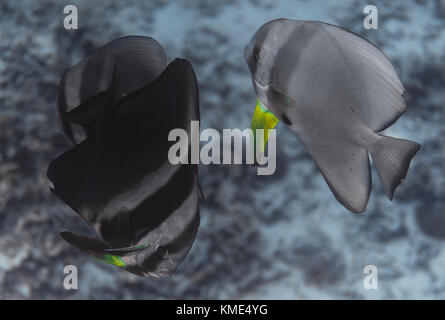 Two circular spadefish swimming in opposite directions Stock Photo