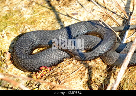 Melanistic Eastern Garter Snake in the wild Stock Photo