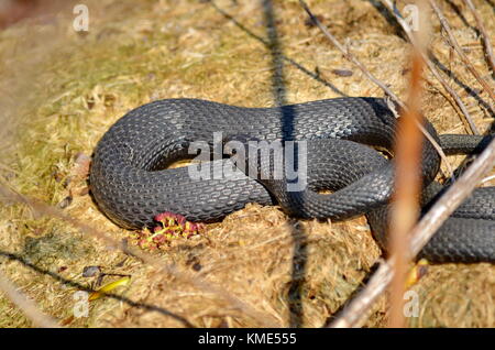 Melanistic Eastern Garter Snake in the wild Stock Photo