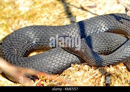 Melanistic Eastern Garter Snake in the wild Stock Photo