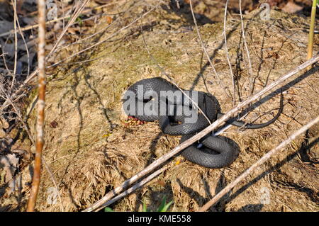 Melanistic Eastern Garter Snake in the wild Stock Photo