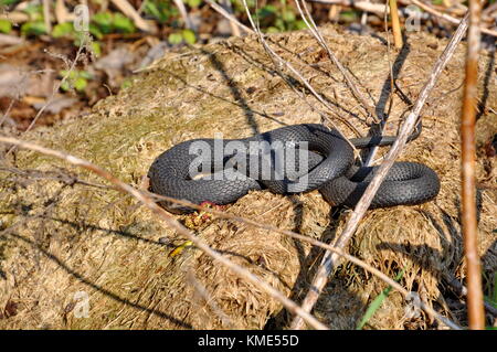 Melanistic Eastern Garter Snake in the wild Stock Photo