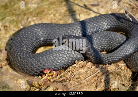 Melanistic Eastern Garter Snake in the wild Stock Photo