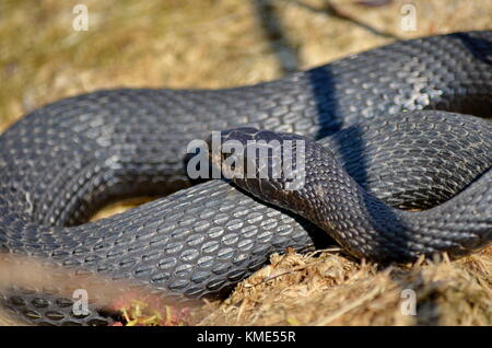 Melanistic Eastern Garter Snake in the wild Stock Photo